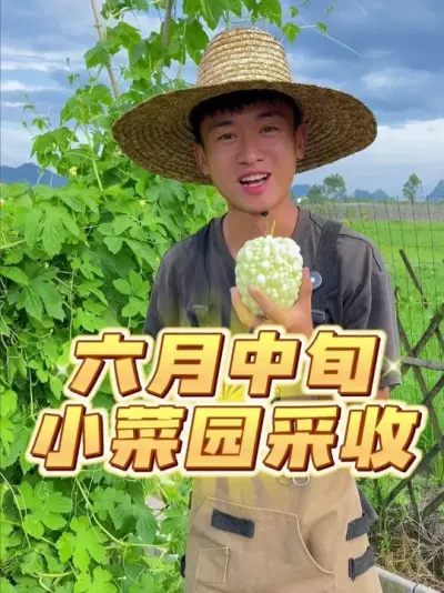 6月中旬小菜园采收哪些菜~ #自己种的纯天然的绿色蔬菜 #我的小菜园 #家庭种植 #一分耕耘一分收获 #种植小技巧