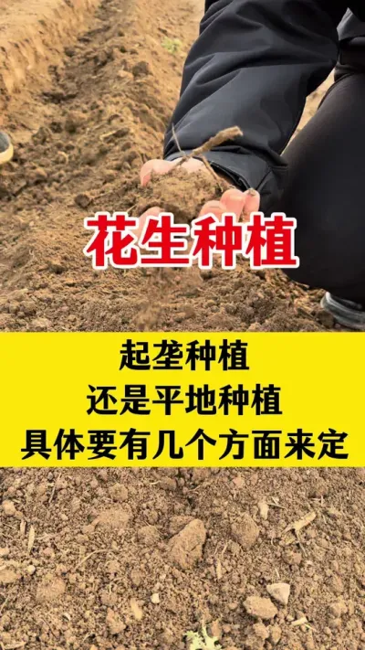 花生种植不管起垄还是平地种植，一定要根据实际情况来定#花生种植 #花生起垄种植 #花生高产种植 #花生底肥 #花生颗粒硼肥