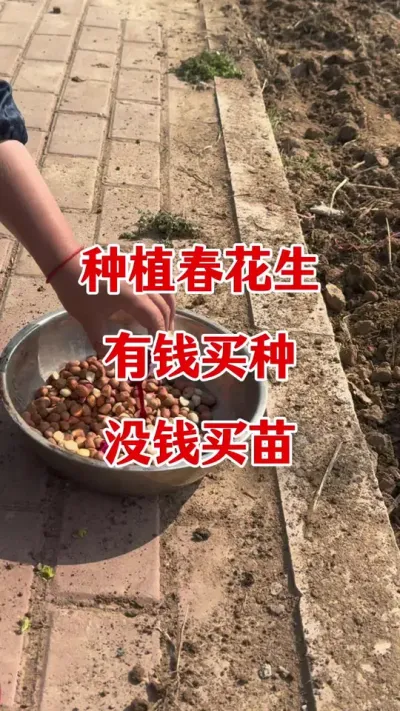 花生专用拌种剂#拌种剂 #花生拌种 #花生拌种剂 #花生种植 #花生高产种植