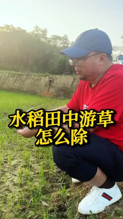水稻田中游草怎么除 #种之道 #水稻种植技术 #高产 #新农人计划 #游草防治