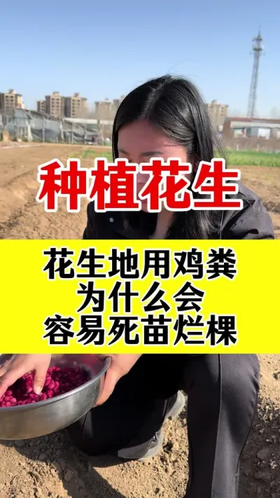 花生种植用鸡粪为什么会死描烂根#花生高产种植 #花生底肥 #花生高产 #花生颗粒硼肥 #花生种植