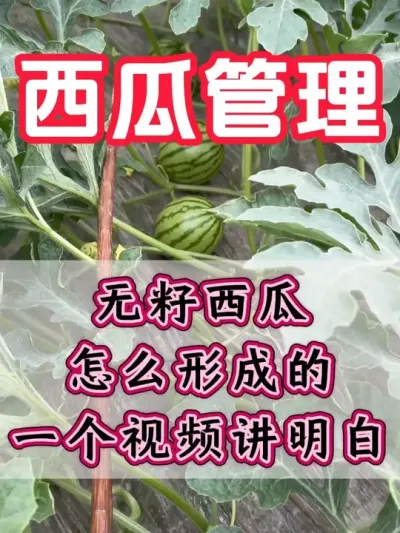 一个视频教会你种植无籽西瓜 #西瓜种植 #无籽西瓜 #西瓜知识 #西瓜移栽 #西瓜管理