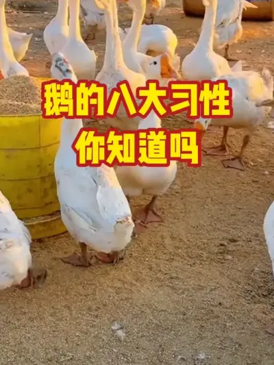 鹅的八大习性，你知道吗#抖音三农#养殖#养鹅