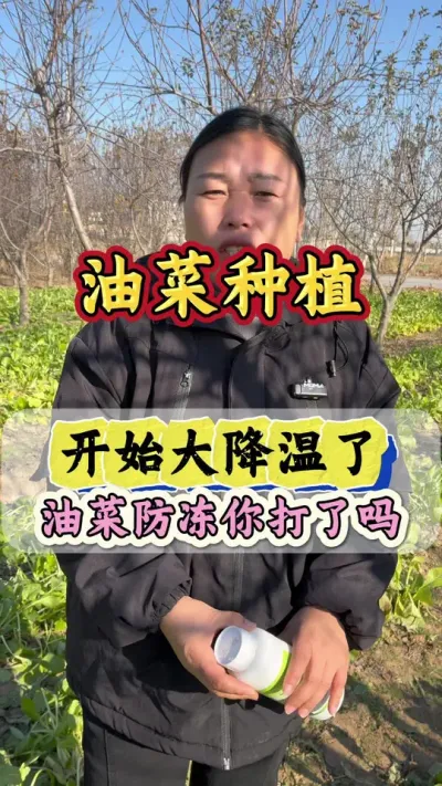 油菜防冻配方#油菜冻害 #油菜冻害防治 #油菜防冻 #油菜防冻剂 #油菜防冻措施
