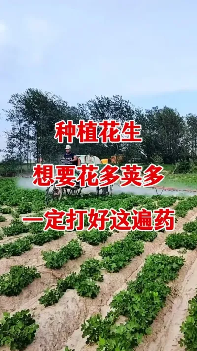 花生出苗后第一遍药什么时候打，才能增产增收#花生种植 #花生高产叶面肥 #花生种植管理技术 #花生膨大粒粒饱 #花生管理