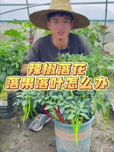 辣椒落花落果甚至落叶怎么办？ #种植小技巧 #关注我一起学种菜 #自己种的纯天然的绿色蔬菜 #家庭种植 #种菜