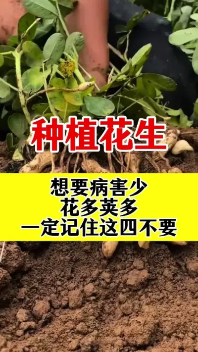 花生高产四不要#花生种植 #花生高产管理 #花生高产技术 #花生底肥 #花生颗粒硼肥