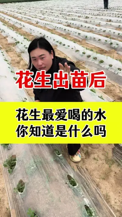 花生苗后高产管理#花生种植 #花生高产种植 #花生高产 #花生高产叶面肥 #花生膨壮粒粒饱