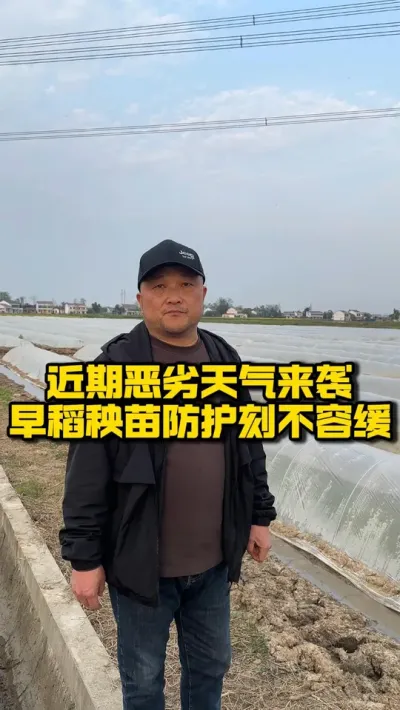 近期恶劣天气来袭，水稻秧苗防护刻不容缓 #种之道   #水稻种植技术 #早稻秧苗 #高产 #育秧