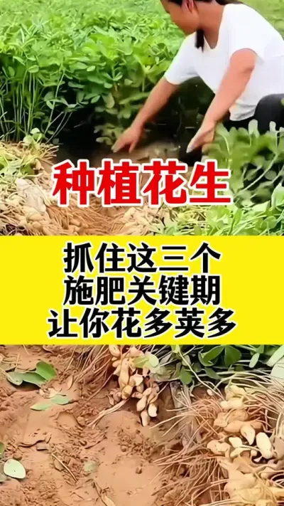 花生种植抓住三个管理关键期#花生种植 #花生高产叶面肥 #花生高产管理 #花生膨大粒粒饱 #花生高产