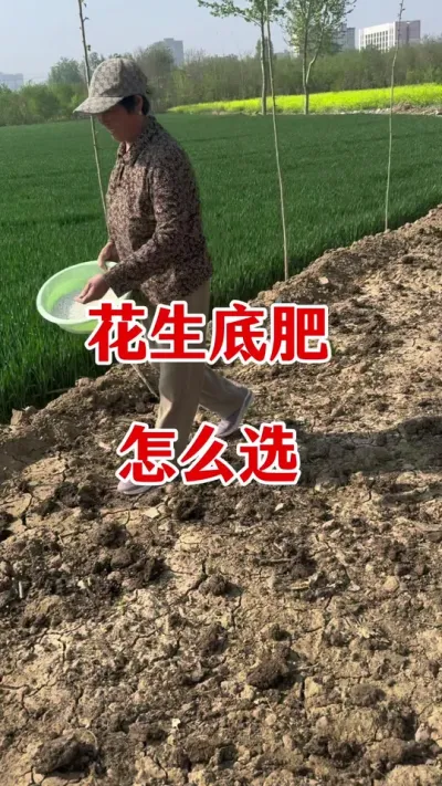 花生好不好，底肥很重要#花生种植 #花生颗粒硼肥 #花生高产 #花生种植管理技术 #花生底肥