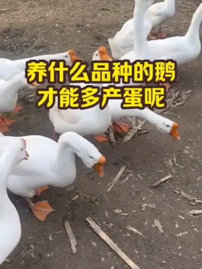 养什么品种的鹅，才能下蛋多呢 #抖音三农#养殖#养鹅