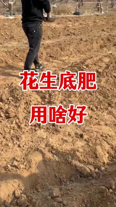 花生底肥用啥好#花生种植 #花生底肥 #花生高产 #花生高产种植 #花生种植管理技术