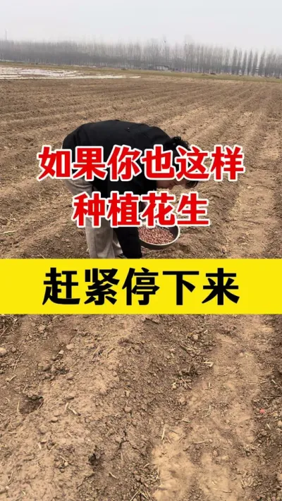 花生种植不拌种有什么区别#花生种植 #拌种剂 #种子专用拌种剂 #花生拌种剂 #花生