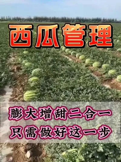 膨大增甜二合一只需做好这一步 #西瓜种植 #膨大增甜 #露天西瓜 #西瓜管理 #来抖音学农技