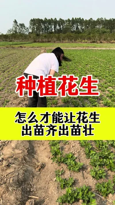 花生专用拌种剂#拌种剂 #花生拌种 #花生专用拌种剂 #花生高产种植 #花生病虫害防治