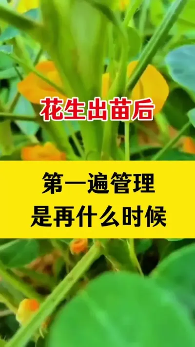 花生苗后第一遍药什么时候打#花生种植 #花生第一遍药 #花生种植管理 #花生高产叶面肥 #花生膨大粒粒饱
