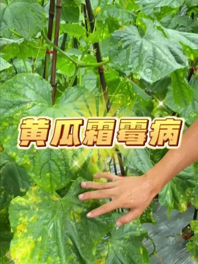 黄瓜在雨季很容易感染霜霉病，那鼎点娱乐
应该如何去预防？ #种植小技巧 #我的小菜园 #关注我一起学种菜 #家庭种植 #种菜
