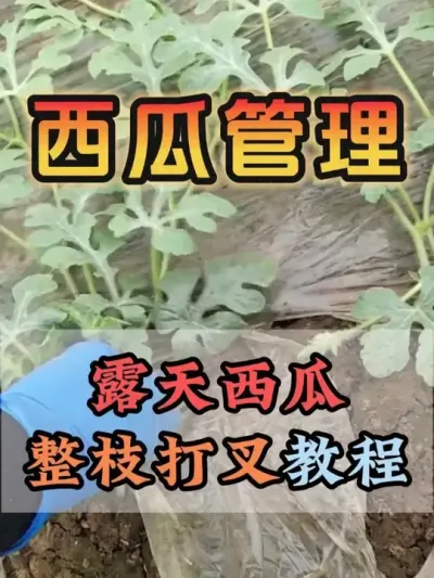 露天西瓜整枝打叉教程 #西瓜种植 #膨大增甜 #露天西瓜 #西瓜管理 #助力农业