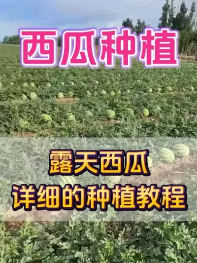 露天西瓜的详细种植教程 #西瓜种植技术 #种植小技巧 #大棚西瓜 #瓜农不容易