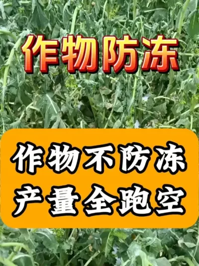 作物不防冻产量全跑空 #西瓜种植 #油菜种植  #植物抗寒防冻剂  #植物防冻液  #助力农业发展
