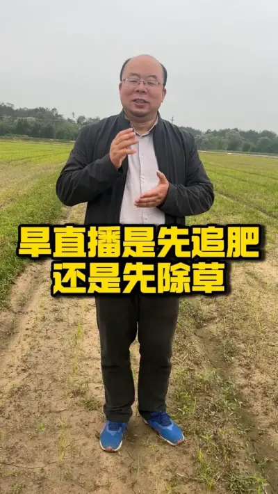 旱直播是先追肥还是先除草 #种之道 #高产 #水稻种植技术 #旱直播 #新农人计划