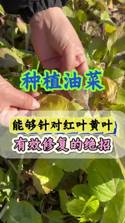 油菜黄叶红叶怎样一喷就绿#油菜黄叶红叶一喷灵 #油菜黄叶红叶 #油菜高产种植 #油菜高产管理
