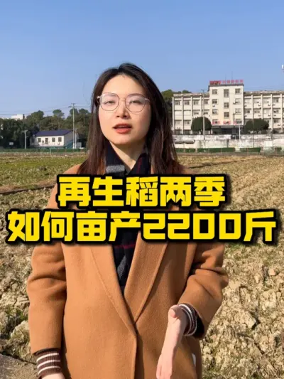 【种之道第7期培训会倒计时1天】 再生稻怎么种才能亩产2200斤，来种之道告诉你答案#再生稻 #水稻 #种植技术推广 #抖音助农 #种田大户