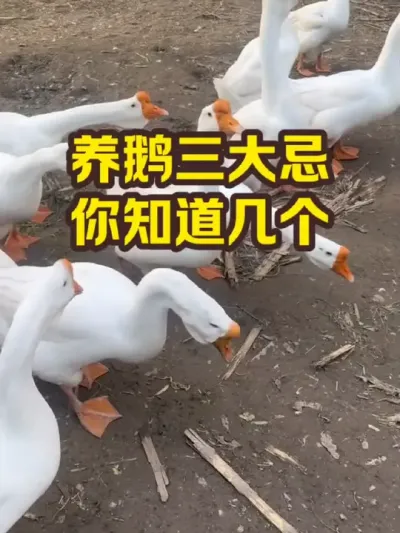 养鹅三大禁忌，你知道几个 #抖音三农#养鹅#养殖