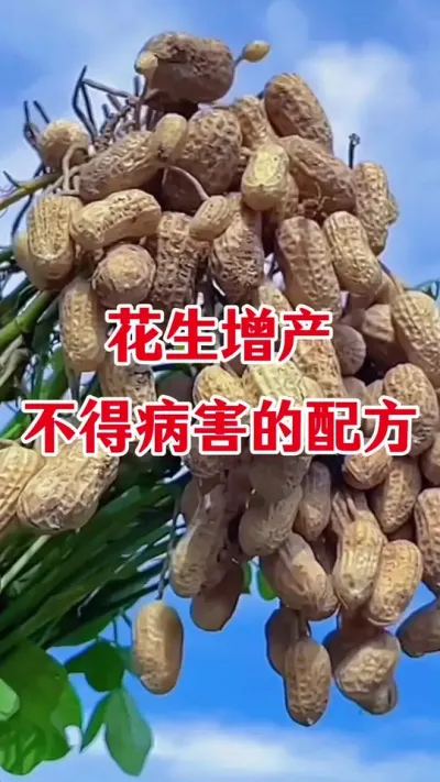 花生高产不得病害配方#花生高产种植 #花生种植 #花生高产 #花生高产叶面肥 #花生粒粒饱