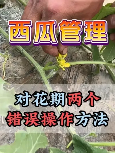 对花期两个错误的操作 #西瓜种植 #露天西瓜 #西瓜管理 #助力农业 #来抖音学农技