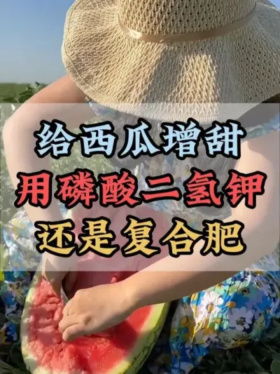 给西瓜增甜用什么效果好 #西瓜种植 #膨大增甜 #露天西瓜 #西瓜管理 #助力农业