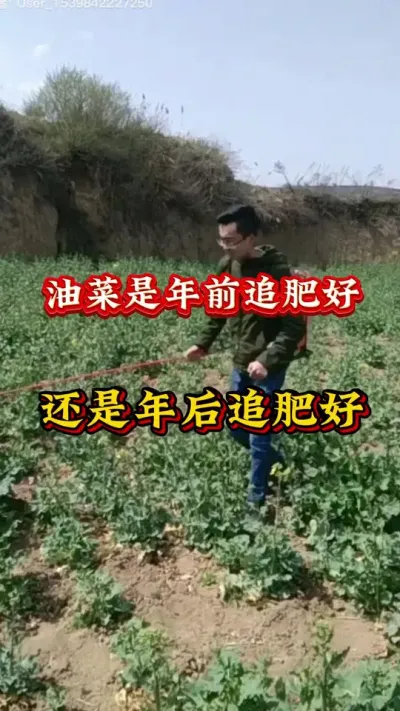 油菜年前追肥好还是年后追肥好#油菜施肥 #油菜高产叶面肥 #油菜猛涨增产宝 #油菜种植管理 #油菜高产种植技术