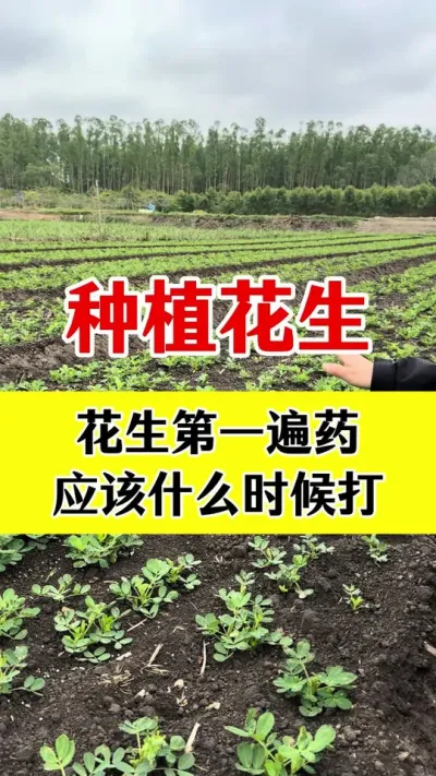花生高产种植管理#花生种植 #花生高产配方 #花生高产种植 #花生膨大粒粒饱 #花生