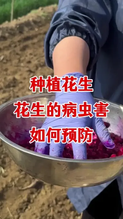 花生拌种剂#拌种剂 #花生拌种剂 #花生专用拌种剂 #花生高产种植 #花生高产