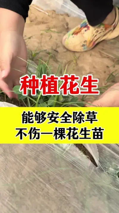 花生苗后除草#花生种植 #花生苗后除草剂#苗后除草剂 #除草剂