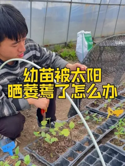 春季怎么预防蔬菜幼苗萎蔫了？萎蔫了怎么办？ #关注我一起学种菜 #家庭种植 #自己种的纯天然的绿色蔬菜 #种植小技巧 #我的小菜园