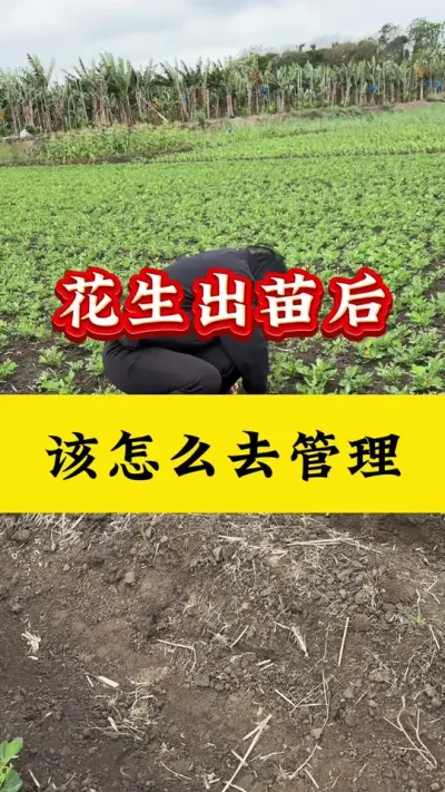 花生出苗后怎样管理#花生种植 #花生高产管理 #花生高产叶面肥 #花生膨大粒粒饱 #花生高产种植