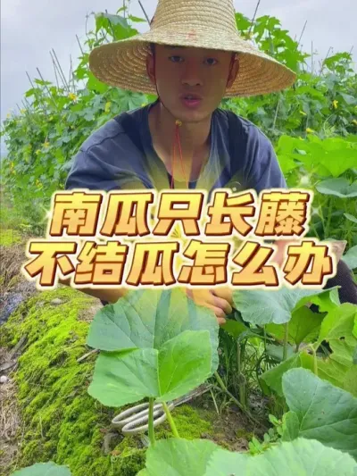 南瓜只长藤蔓不结瓜怎么办？ #种植小技巧 #关注我一起学种菜 #家庭种植 #南瓜种植 #种菜