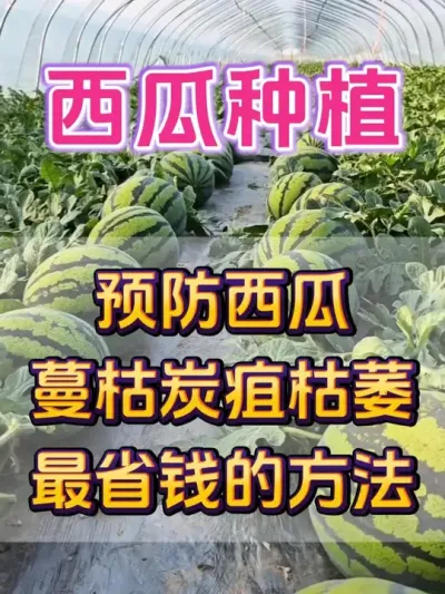 预防西瓜蔓枯病最省钱的方法 #西瓜种植 #西瓜蔓枯病 #种植小技巧 #大棚西瓜 #西瓜管理