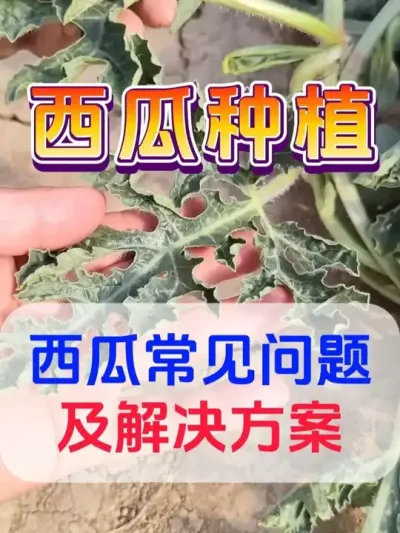西瓜常见问题及解决方案 #西瓜种植 #膨大增甜 #露天西瓜 #西瓜管理 #西瓜六必治