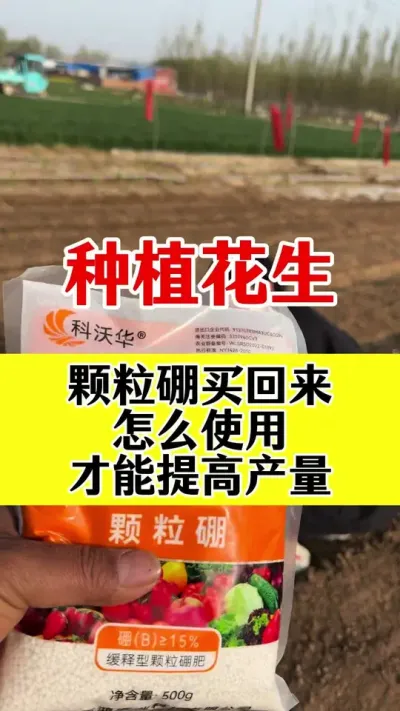 颗粒硼怎样使用才能发挥最大作用#硼肥的功效与作用 #花生种植 #花生颗粒硼肥 #花生底肥 #花生高产种植