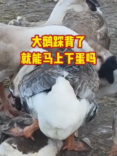 大鹅踩背了，就能马上下蛋吗#抖音三农#养鹅#养殖
