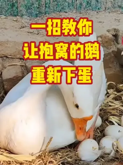 一招教你，让抱窝的鹅，重新下蛋#抖音三农#养鹅#养殖