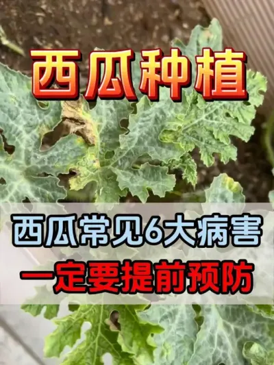 西瓜常见的6大病害 #西瓜种植 #花芽分化 #西瓜坐瓜 #西瓜移栽 #西瓜管理