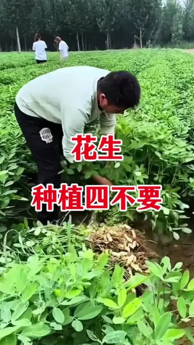 花生种植四不要，一定要记牢#花生种植 #花生种植四不要 #花生种植管理技术 #花生高产 #花生管理