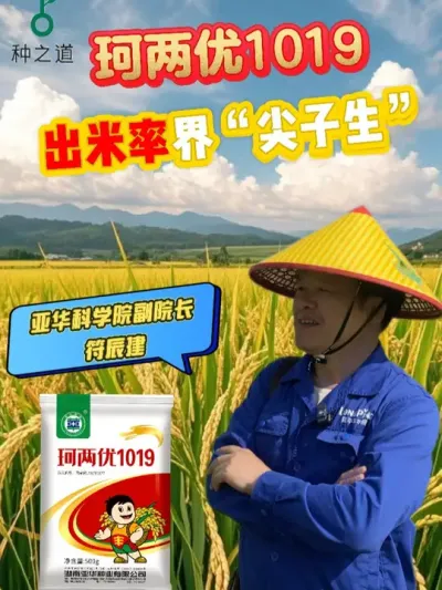 珂两优1019-出米率尖子 #种之道  #水稻品种 #春耕进行时 #出米率 #高产