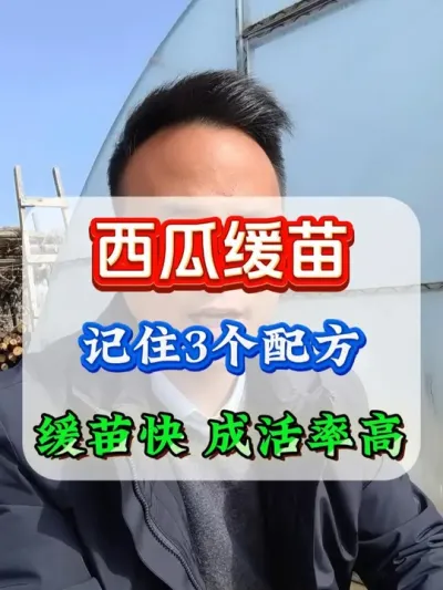 西瓜缓苗快成活率高的3个配方 #西瓜种植 #西瓜缓苗 #西瓜坐瓜 #西瓜移栽 #西瓜管理