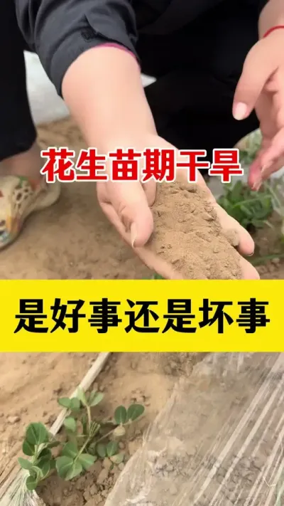 花生苗期干旱，到底是好事还是坏事#花生种植 #花生种植管理技术 #花生高产管理 #花生膨大粒粒饱 #花生高产配方