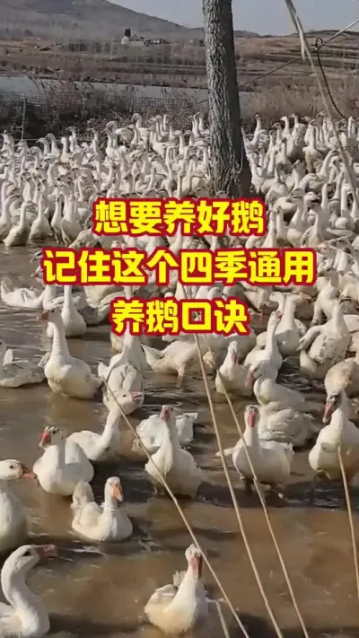 想要养好鹅，记住这个四季通用，养鹅口诀#抖音三农#养鹅#养殖